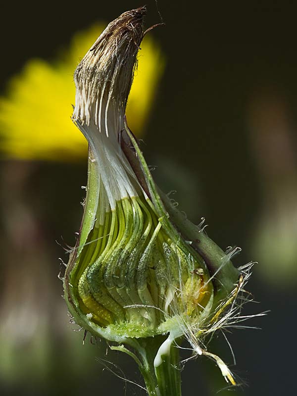 Barba de viejo (Urospermum picroides)