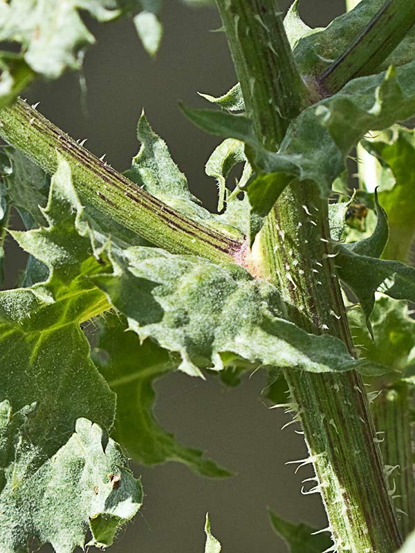Barba de viejo (Urospermum picroides)