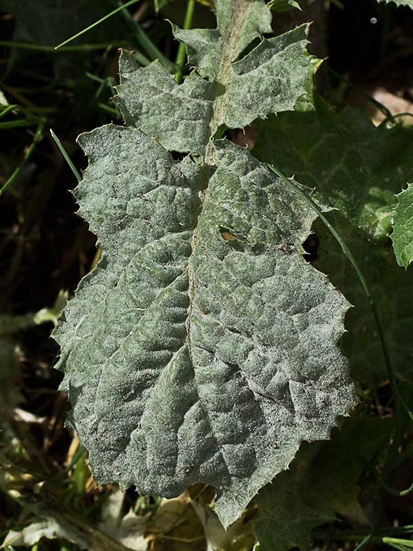 Barba de viejo (Urospermum picroides)