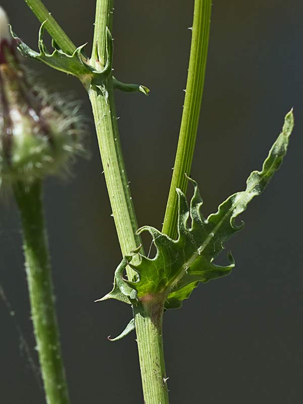 Barba de viejo (Urospermum picroides)
