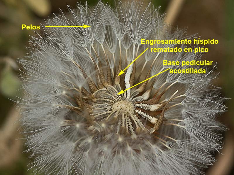 Vilano de Barba de viejo (Urospermum picroides)