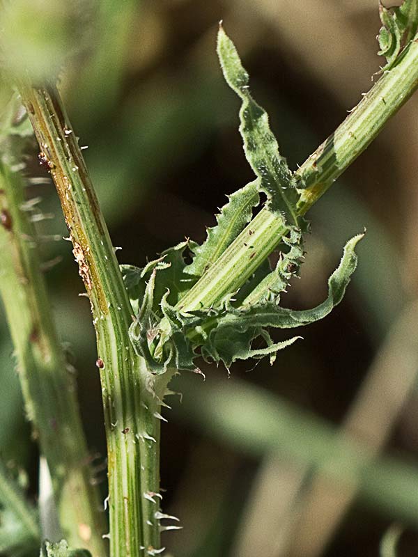Barba de viejo (Urospermum picroides)