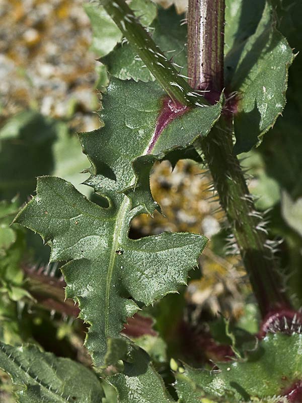 Barba de viejo (Urospermum picroides)