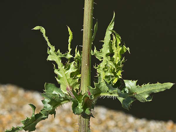 Barba de viejo (Urospermum picroides)