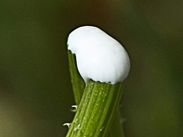 Barba de viejo (Urospermum picroides)