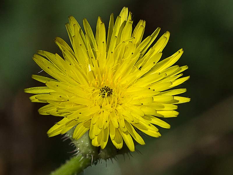 Barba de viejo (Urospermum picroides)