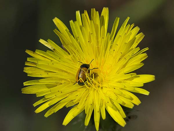 Barba de viejo (Urospermum picroides)