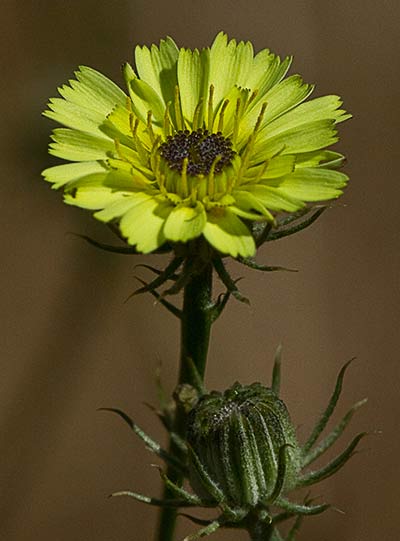 Chicoria loca (Tolpis umbellata) 