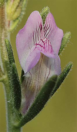 Becerrilla (Misopates orontium)