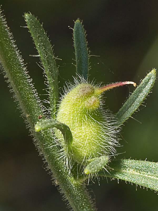 Frutos de la becerrilla o dragoncillo (Misopates orontium)