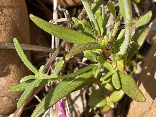 Mata de la becerrilla o dragoncillo (Misopates orontium)