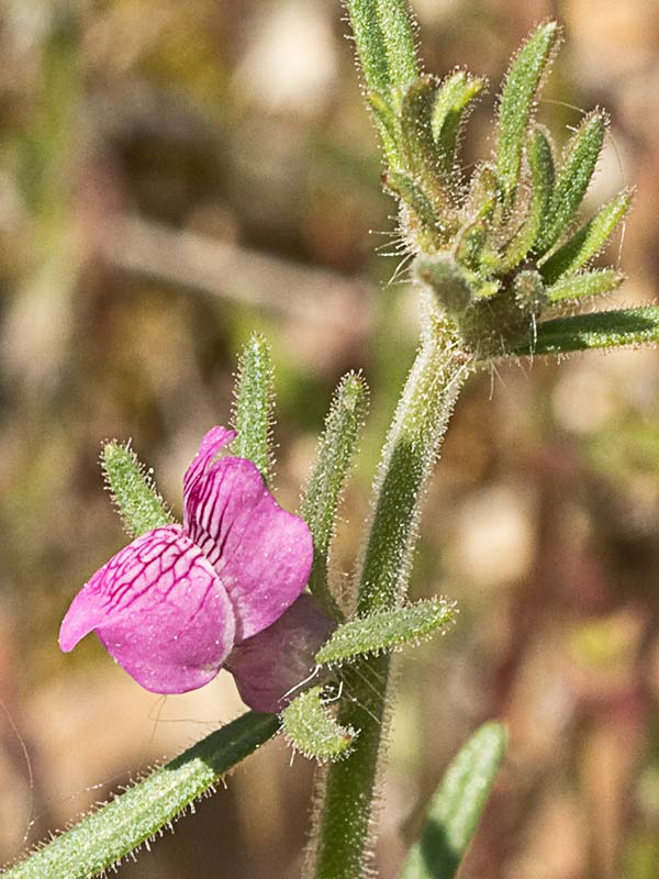 Flor de la becerrilla o dragoncillo (Misopates orontium)