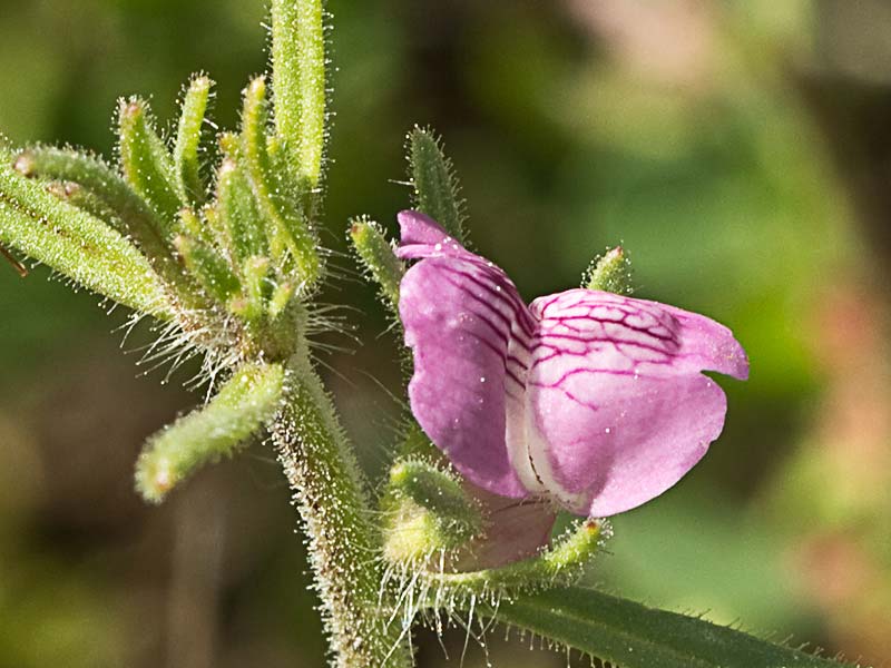 Flor de la becerrilla o dragoncillo (Misopates orontium)
