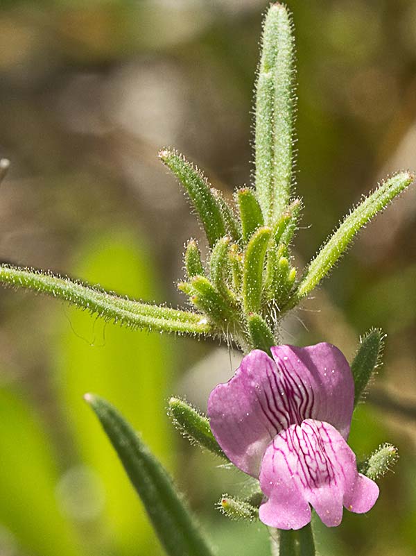 Flor de la becerrilla o dragoncillo (Misopates orontium)