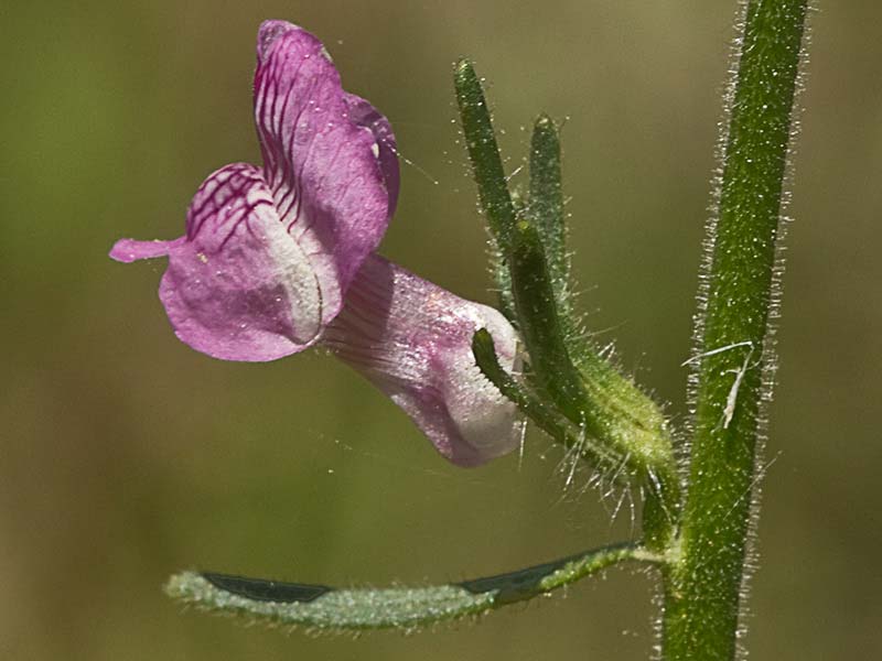 Flor de la becerrilla o dragoncillo (Misopates orontium)