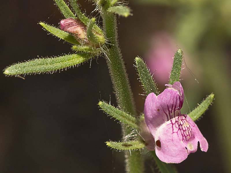 Flor de la becerrilla o dragoncillo (Misopates orontium)