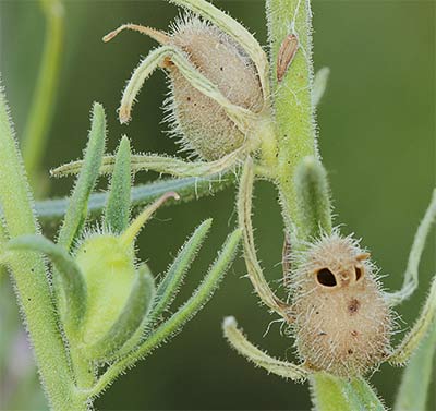 Fruto de la becerrilla (Misopates orontium)