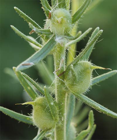 Frutos de la becerrilla o dragoncillo (Misopates orontium)