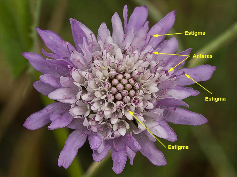 Bella dama (Scabiosa atropurpurea)