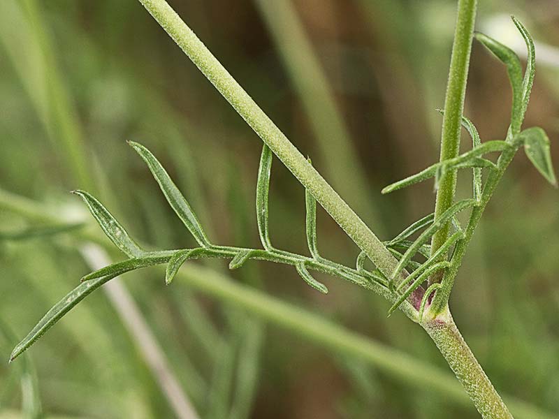 Infloresecencia de la Escobilla morisca (Scabiosa atropurpurea)