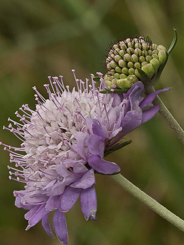 Infloresecencia de la Escobilla morisca (Scabiosa atropurpurea)