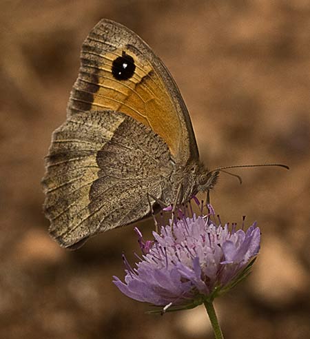 Flor de la escabiosa morisca  (Scabiosa atropurpurea)