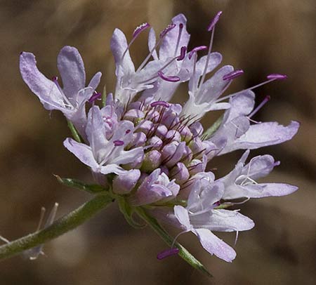 Infloresecencia de la Escobilla morisca (Scabiosa atropurpurea)