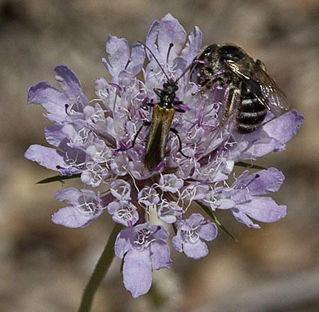 Infloresecencia de la Escobilla morisca (Scabiosa atropurpurea)