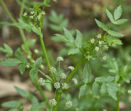 Apium nodiflorum, Berraza