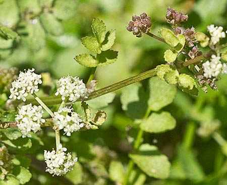 Apium nodiflorum, Berraza