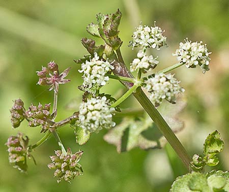 Apium nodiflorum, Berraza