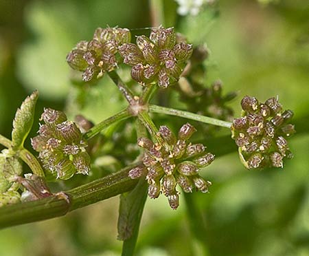 Apium nodiflorum, Berraza