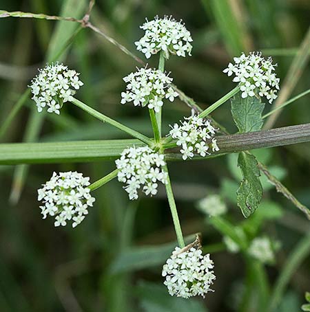 Apium nodiflorum, Berraza