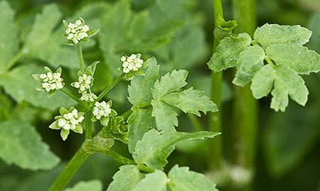 Apium nodiflorum, Berraza