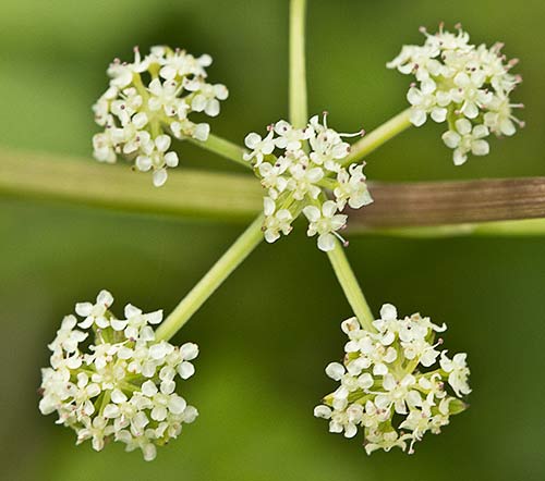 Apium nodiflorum, Berraza