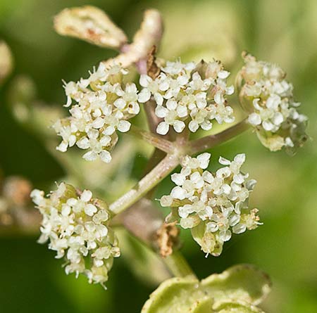 Apium nodiflorum, Berraza
