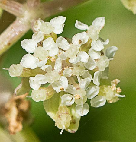 Apium nodiflorum, Berraza