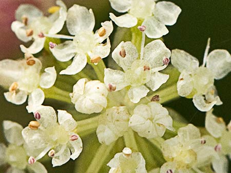 Apium nodiflorum, Berraza
