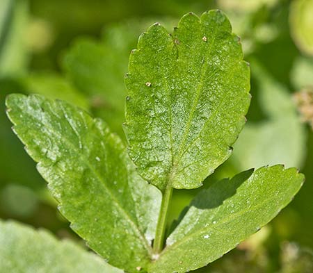 Apium nodiflorum, Berraza