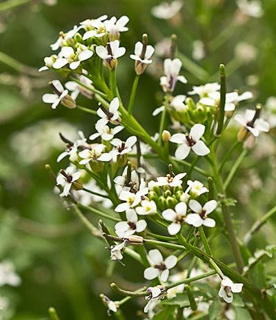 Nasturtium officinale, berro