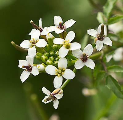 Nasturtium officinale, berro