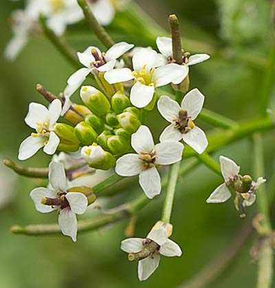 Nasturtium officinale, berro