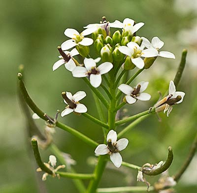 Nasturtium officinale, berro