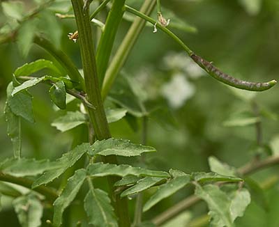 Nasturtium officinale, berro