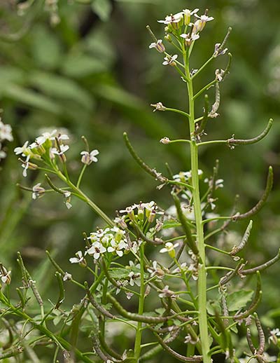 Nasturtium officinale, berro
