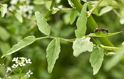 Nasturtium officinale, berro