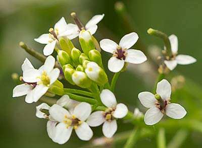 Nasturtium officinale, berro