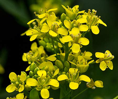 Inflorescencias del Berro campestre amarillo