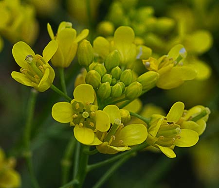 Capullos florales del Berro campestre amarillo (Rorippa sylvestris)