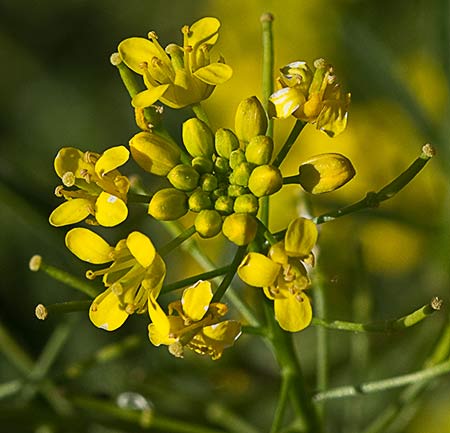 Capullos florales del Berro campestre amarillo (Rorippa sylvestris)